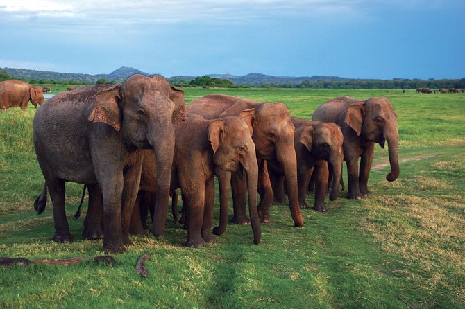 03 Nights in Amazing Sri Lanka - The driver can make or break this schedule