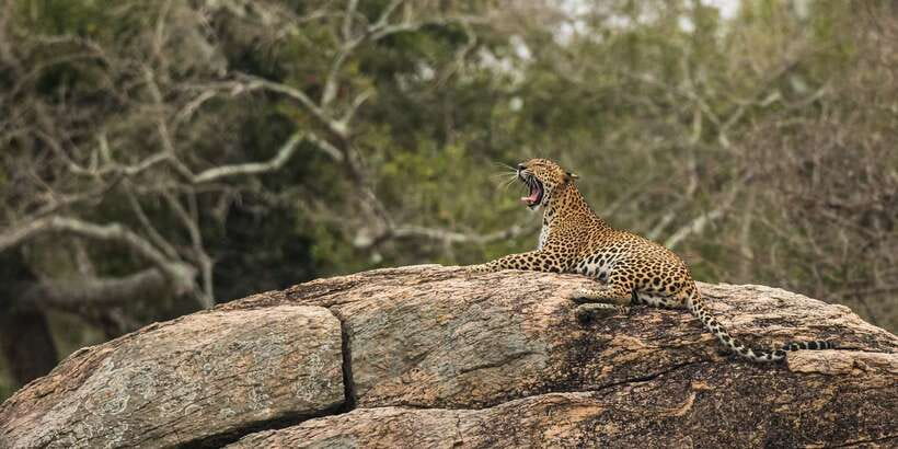1-Day Tour of Both Yala and Udawalawe National Parks - Two Parks, One Very Long Day