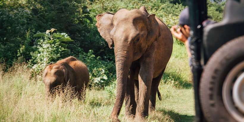 1-Day Tour of Both Yala and Udawalawe National Parks - Who Will Enjoy This Safari Most