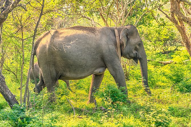 1 Day tour to Yala National Park or Udawalawe National Park - What the private vehicle adds