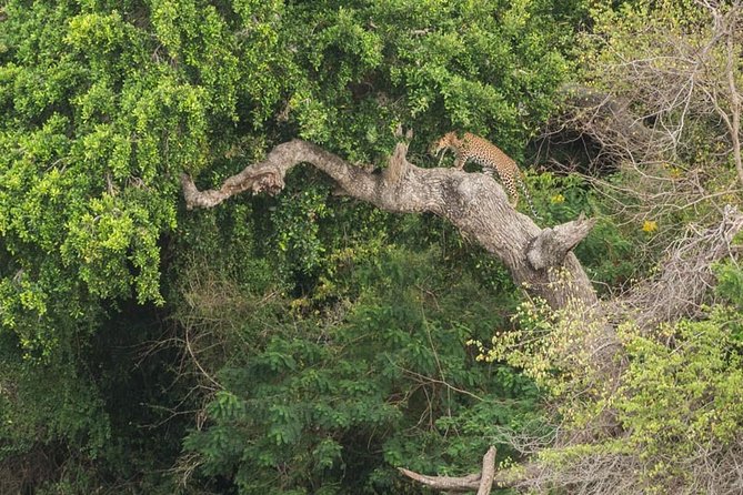 1 Day tour to Yala National Park or Udawalawe National Park - Timing, stamina, and the real shape of the day