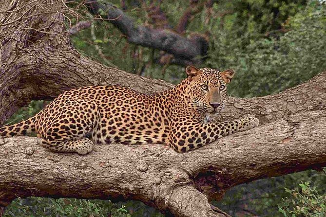 1 Day tour to Yala National Park or Udawalawe National Park - Who will get the most from this tour