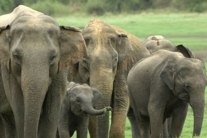 1 Day tour to Yala National Park or Udawalawe National Park - Udawalawe National Park: the stronger elephant choice