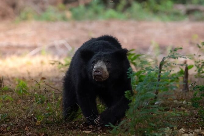 12 Days Private Escape Tour- Best of Sri Lanka - Hiking the Pekoe Trail and Walking Through Peradeniya