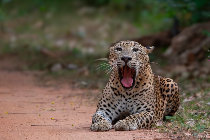 12 Days Private Escape Tour- Best of Sri Lanka - The Nanu Oya to Ella Train Ride