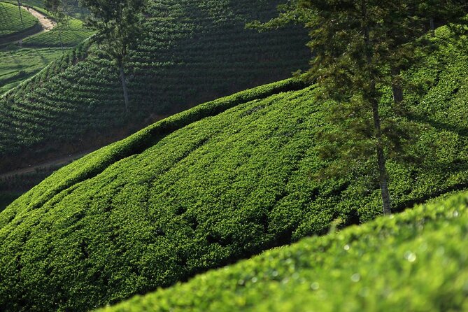 12 Days Private Escape Tour- Best of Sri Lanka - Sunrise at Sigiriya and an Evening in Kandy
