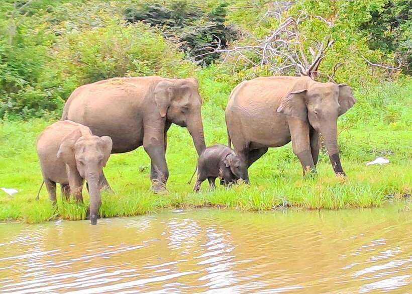 14 Days Tour Package Sri Lanka - Day 5: Ella’s Short Hikes, Bridge, and Waterfall