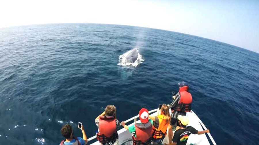 2-Day Whale Watching & Southern Sri Lanka Tour - Who should book this southern Sri Lanka tour?