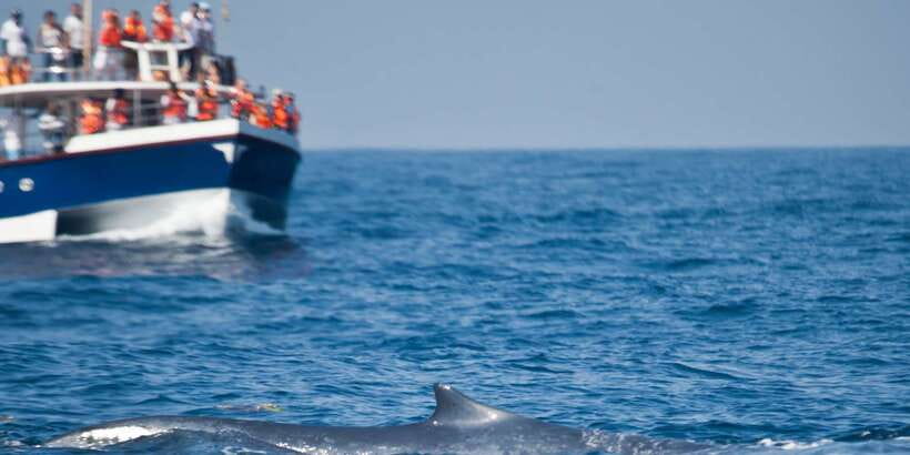 2-Day Whale Watching & Southern Sri Lanka Tour - What the two-day route is really like
