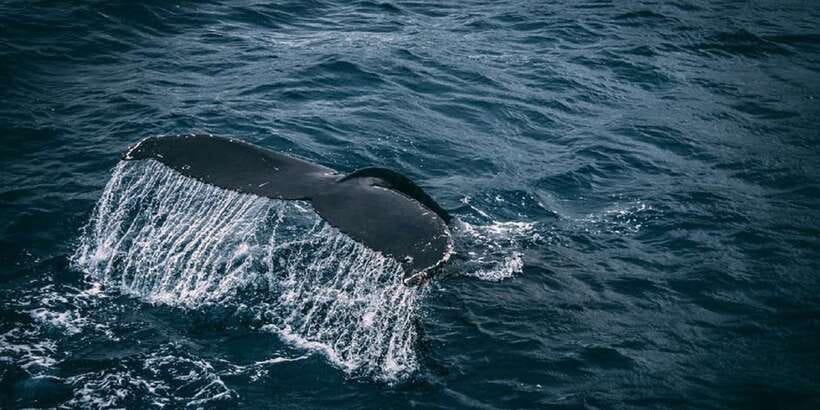 2-Day Whale Watching & Southern Sri Lanka Tour - Walking through Galle Fort