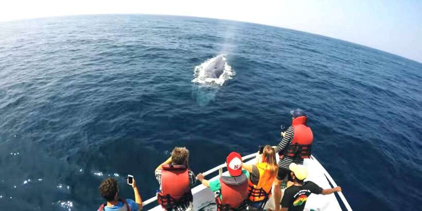 2-Day Whale Watching & Southern Sri Lanka Tour - Is $292 a fair price?