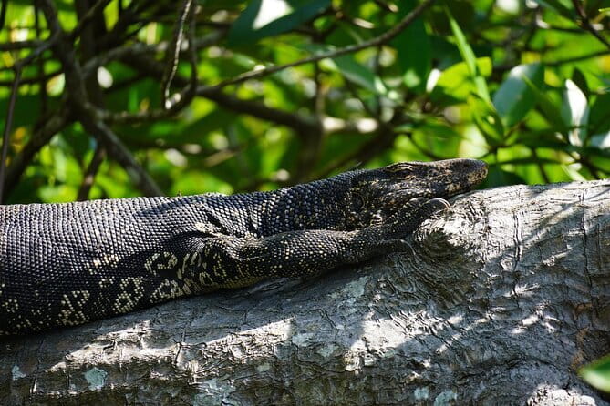 2 hours private Madu River Safari - Choosing between the 8:00 AM and 3:00 PM start