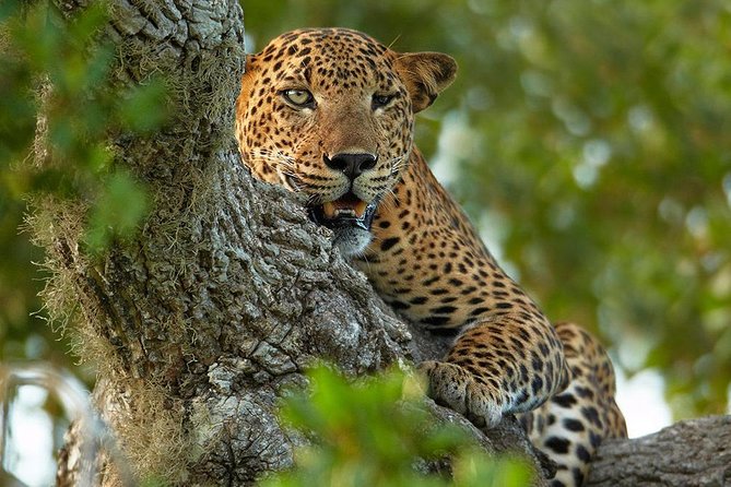 2 Nights All Inclusive Treehouse Safari in Yala with transfers - What the $800 Yala safari really includes