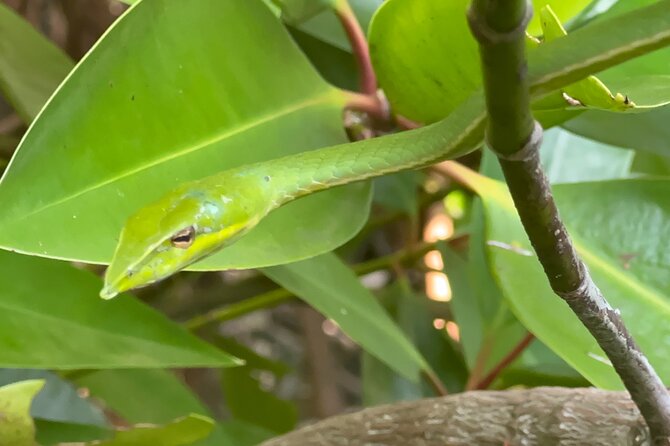 2h Bentota River Safari: Crocodiles, Monkeys, Mangrove & more - Why the Bentota River is worth your morning or afternoon