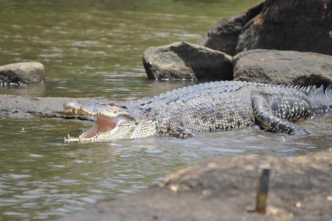 2h Bentota River Safari: Crocodiles, Monkeys, Mangrove & more - Pickup, drop-off, and the value of $32.35