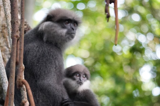 2h Bentota River Safari from Hotels in Ahungalla/Bentota/Induruwa - Why the private format matters