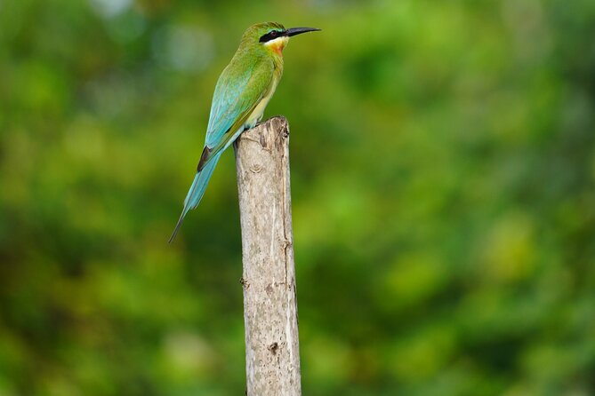 2h Bentota River Safari from Hotels in Ahungalla/Bentota/Induruwa - What to bring and how to get the most from it