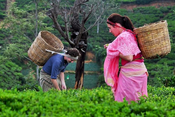 3 Days Glimpse of Sri Lanka - Who should book this tour?