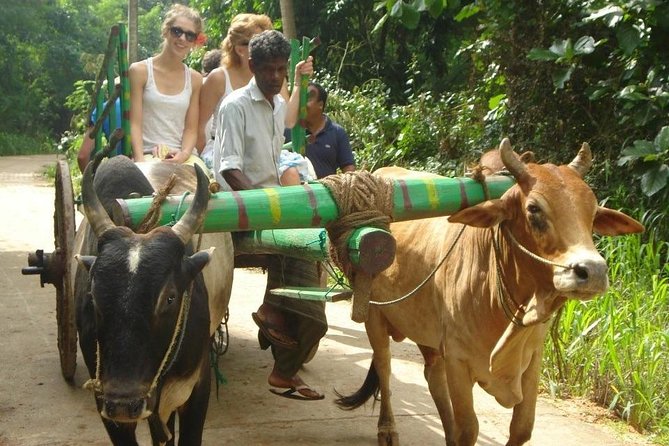 3 Days Glimpse of Sri Lanka - Day 2: painted caves and a Minneriya safari