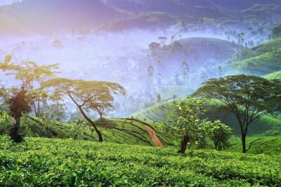 3 Days Nature and Chill Tour of Ella, Nuwara Eliya and Haputale