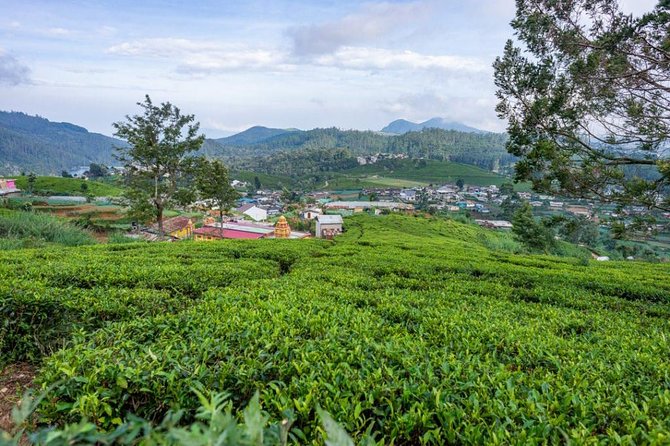 3 Days Tour to Kandy, Nuwara Eliya & Sigiriya - Glenloch Tea Factory and the Ceylon tea experience
