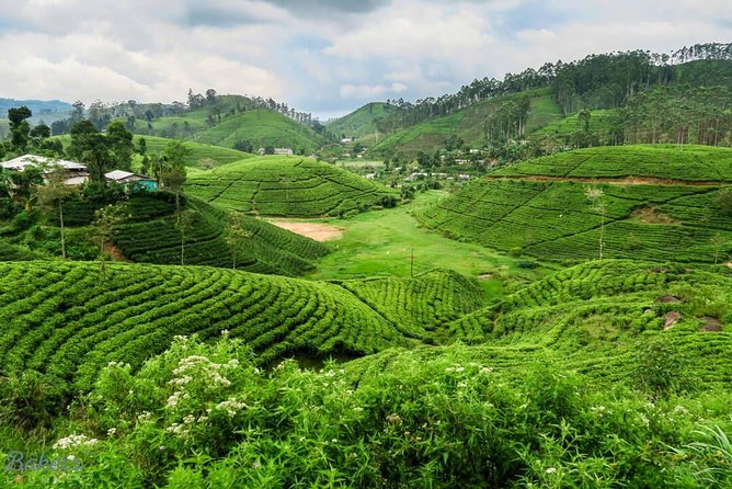 3 Days Tour to Kandy, Nuwara Eliya & Sigiriya - A closer look at the Sigiriya Craft Village