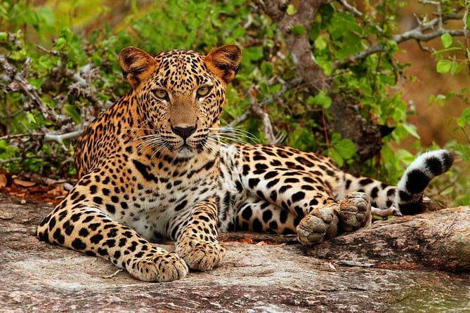 3 Days Tour to Kandy Nuwara Eliya & Sigiriya from Colombo - Guides, driving, and the human side of the trip