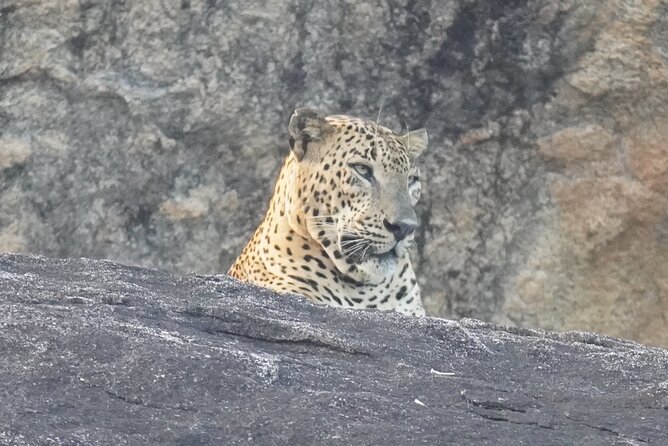 4 Hours Private Yala Safari Day Tour - Key points before you book