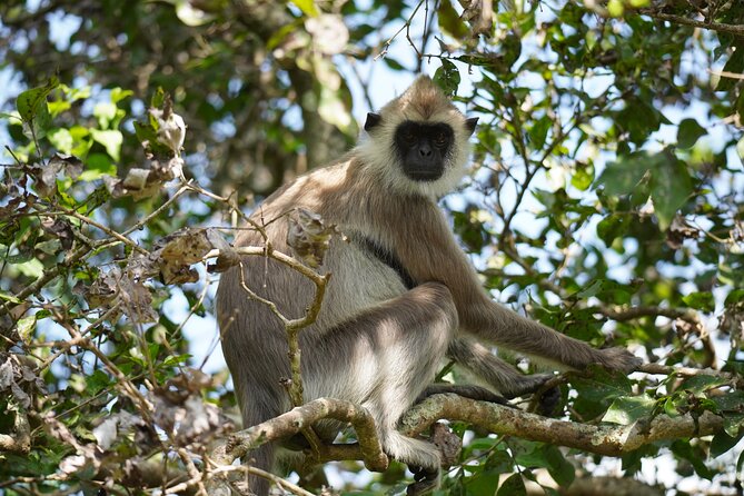 4 Hours Private Yala Safari Day Tour - The early start sets the tone