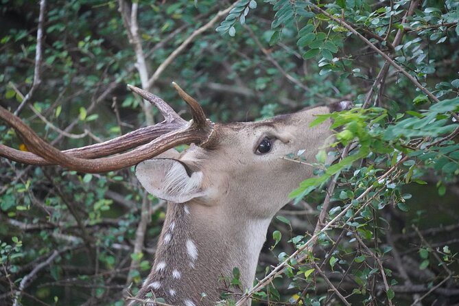 4 Hours Private Yala Safari Day Tour - Inside Yala National Park for four hours