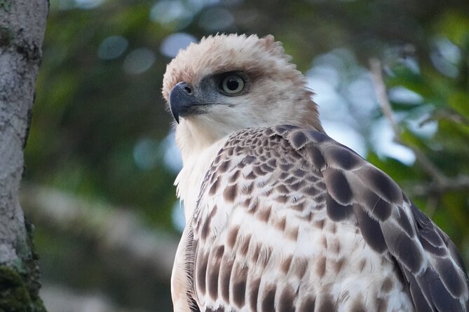 4 Hours Private Yala Safari Day Tour - Morning or evening safari?