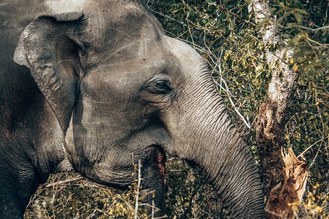 4 Hours Private Yala Safari Day Tour - What the strongest feedback tells you
