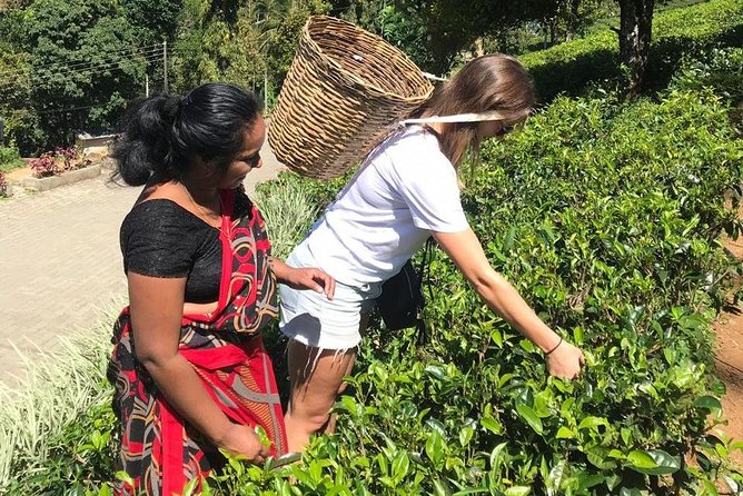 5 Days Tour in Sri Lanka (Hotels with Breakfast & Luxury Car) - Day 3: Ella views and Yala wildlife