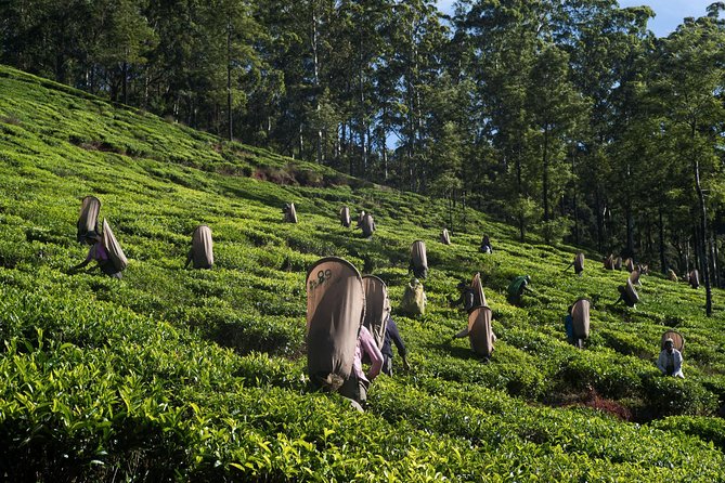 6-Day Sri Lanka Heritage Private Tour - Day 5: Nuwara Eliya and three waterfalls on the way west