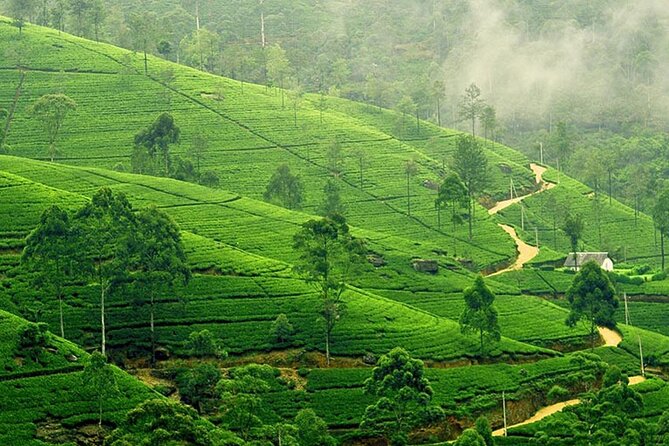 6 Days Private Vehicle With Driver Explore Sri Lanka By Your Own Plans - Day Two: Sigiriya’s Rock and Dambulla’s Five Caves