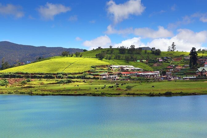7 Day Private Guided Tour in Sri Lanka - From Negombo Lagoon to the fish market