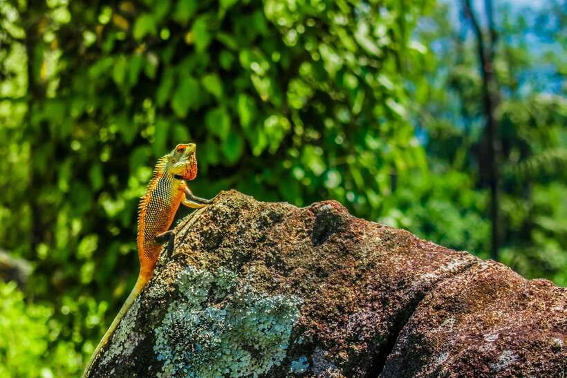8-Day Sri Lanka Private Round Tour Hotels, Meals, Car, Guide - Day 8: Bentota, Colombo, and the airport