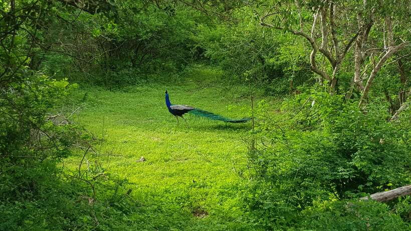 8-Day Sri Lanka Private Round Tour Hotels, Meals, Car, Guide - Why this route works for a first visit