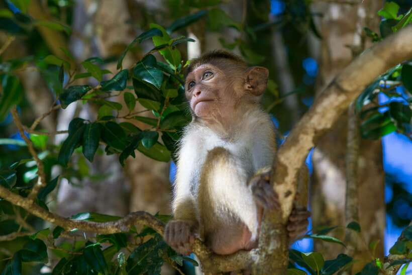 8-Day Sri Lanka Private Round Tour Hotels, Meals, Car, Guide - Day 6: Rawana Falls, Buduruwagala, and a second safari