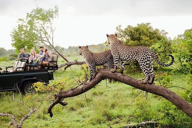 8 Days Private Guided Tour in Sri Lanka with accommodation (BB) - Day 6: Yala National Park and the safari question