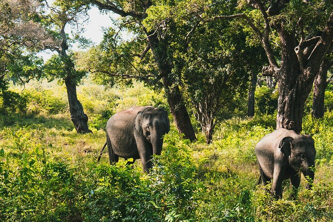 8 Days Sri Lanka Private Round Tour - Day 4: Five hours on the train from Nanu Oya to Ella