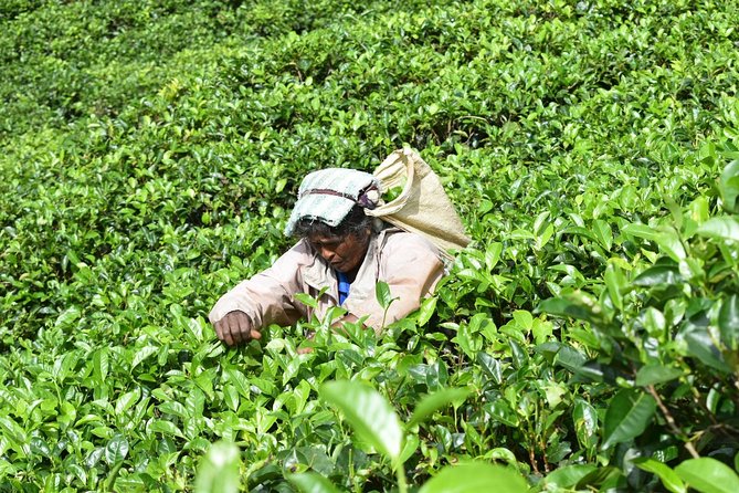 8 Days tour in Sri Lanka with privet driver and accommodations - Gregory Lake, Victoria Park, and the Ella train