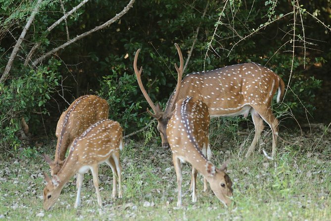 8 Days tour in Sri Lanka with privet driver and accommodations - Waterfalls, rock art, and a second safari