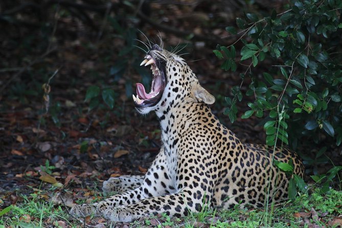 8 Days tour in Sri Lanka with privet driver and accommodations - Mirissa brings the trip to the coast