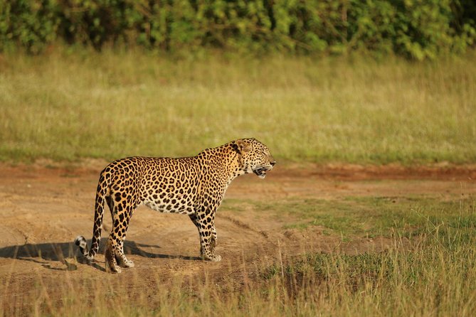 8 Days tour in Sri Lanka with privet driver and accommodations - The final transfer to Colombo, Bentota, and Galle