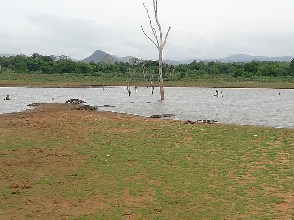 A Udawalawa Park safari, Tour from Colombo/Galle- (All inclusive) - Lunch, drinks, and what all-inclusive means here