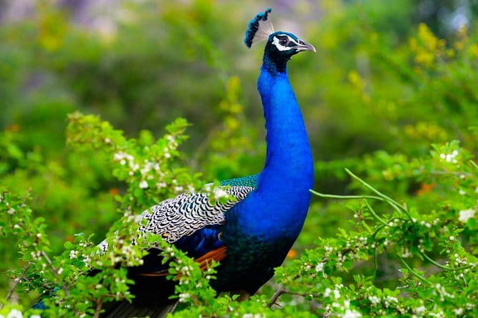 Adventure safari Experience in Hurulu Eco Park, Sri Lanka - A Few Honest Limitations