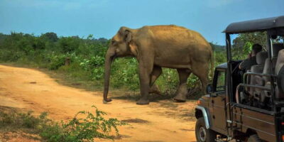 Ahangama: Udawalawe National Park Safari with Hotel Pickup