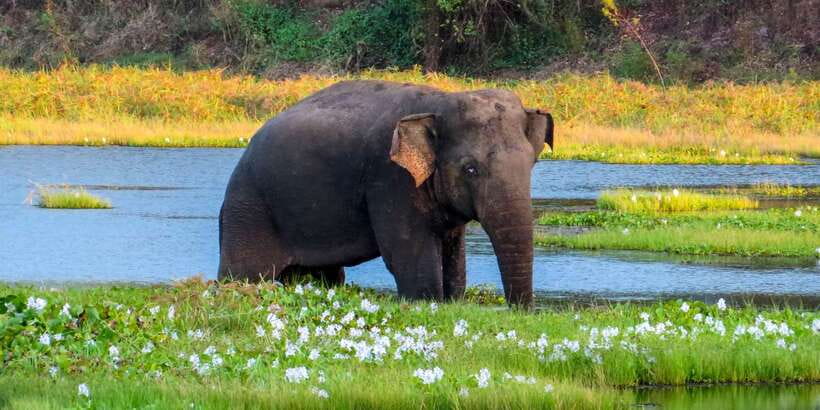 Ahangama: Udawalawe National Park Safari with Hotel Pickup - Three hours among elephants and water birds