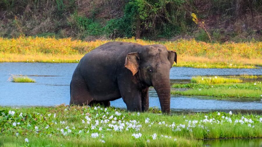 Ahangama: Udawalawe National Park Safari with Hotel Pickup - What the guide adds to the experience